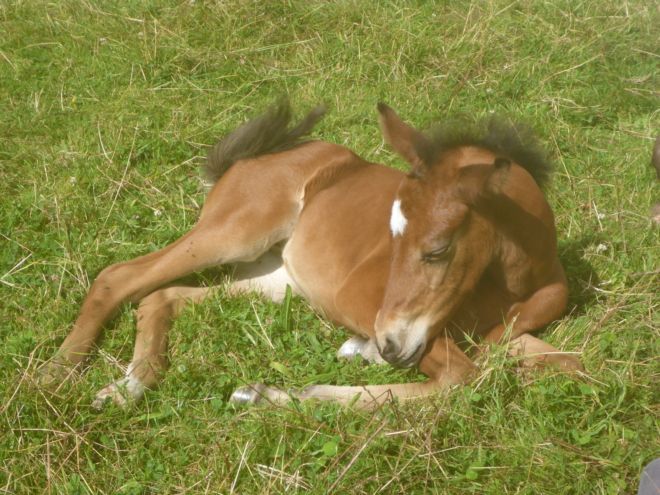 Aimer le cheval, c'est comprendre l'animal, pas s'en servir pour satisfaire son ego.