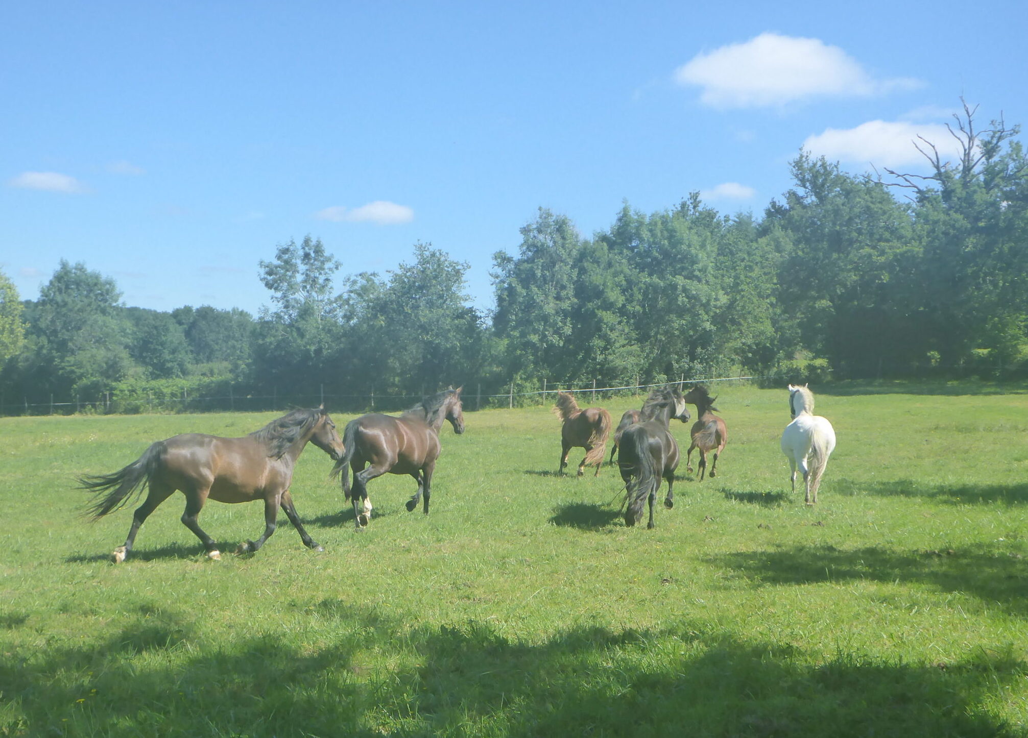 Qui veut un cheval sans défaut doit aller à pied !